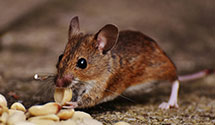 24 Hour & Emergency Exterminators in Prairie Creek, IN